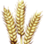 Grain
