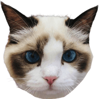 Taylor Swift's Cat BENJI